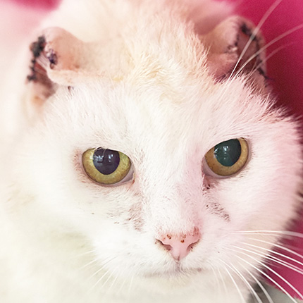 Chat à adopter liège
